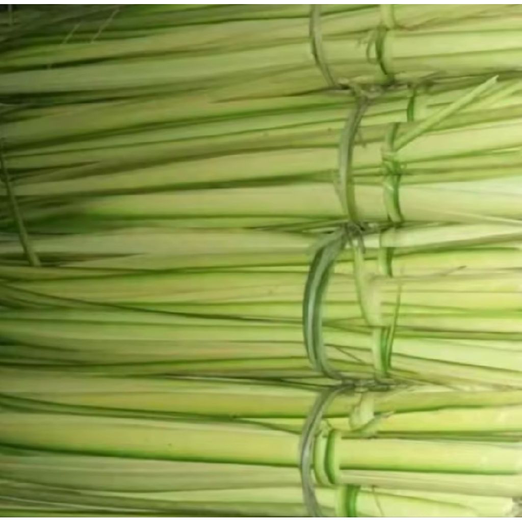 

daun janur kelapa siap pake gasken 50 lembar batang daun