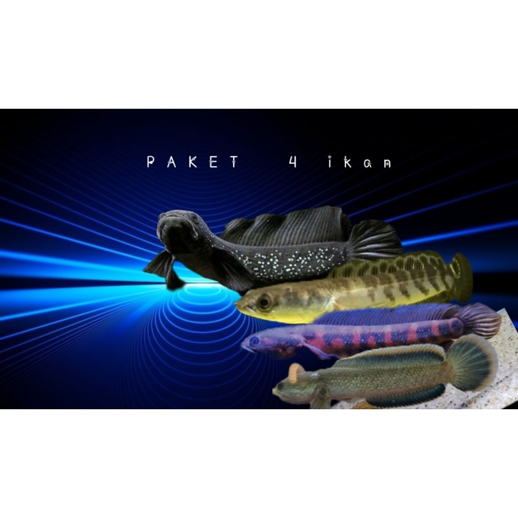 Paket Hemat 4 ikan MARULIODES,ASIATICA RSWS,RS PURE,LIMBATA