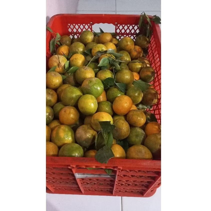 

Jeruk siem madu malang 1 kg