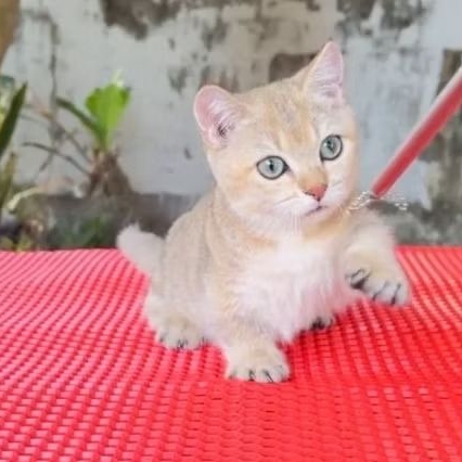 kucing cebol bsh golden / kucing bsh munchkin golden jantan
