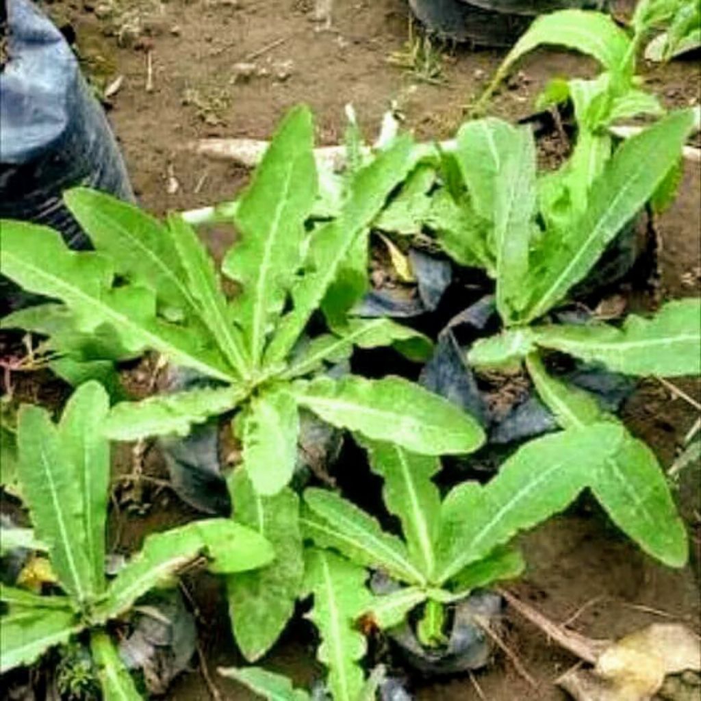 

daun tempuyung herbal segar daun tempuyung termurah 250 gram