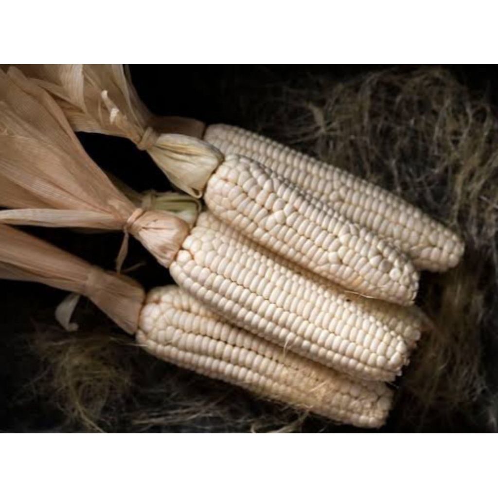 

Biji Jagung Putih Ketan Asli Bromo