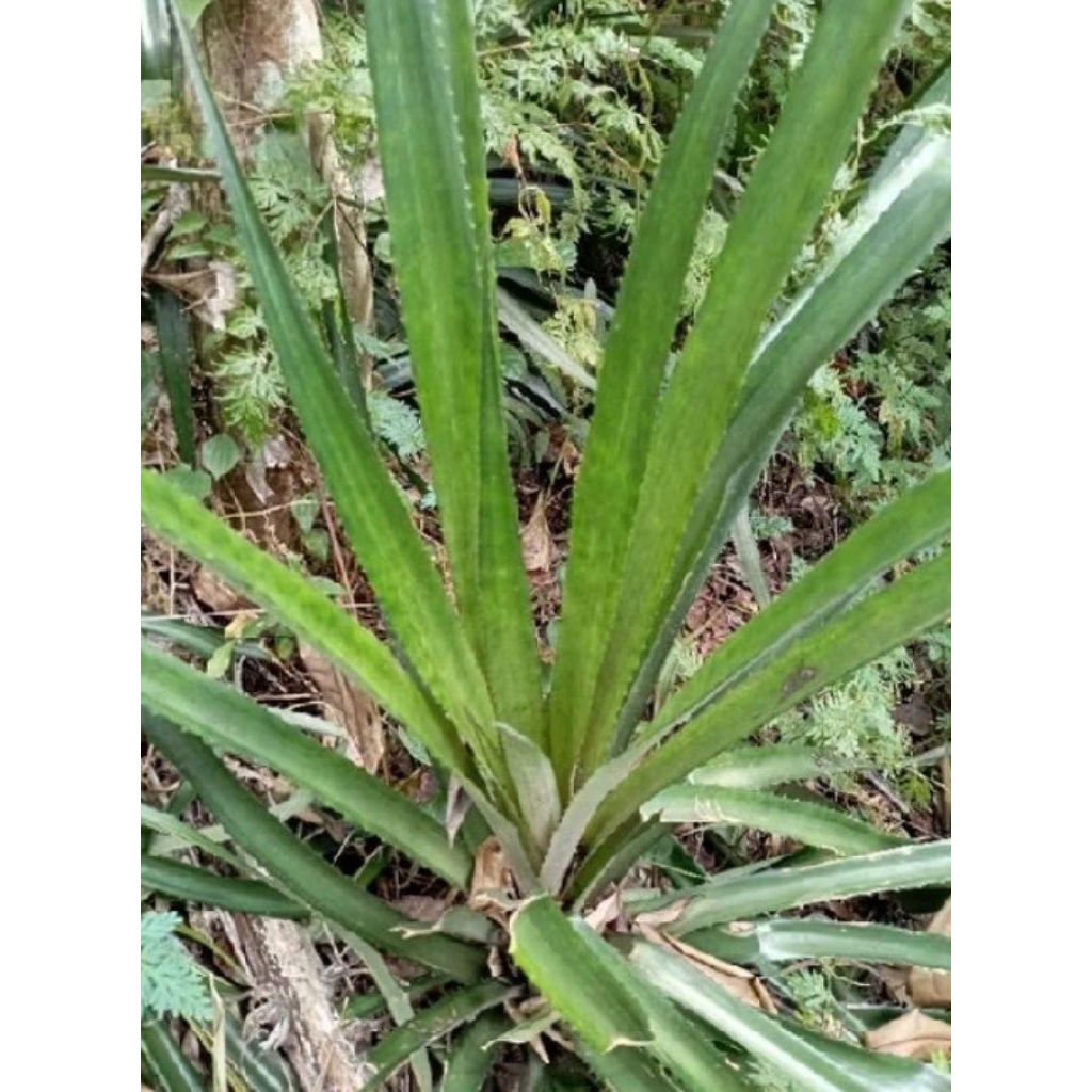 

daun nanas buaya nanas merah 250g