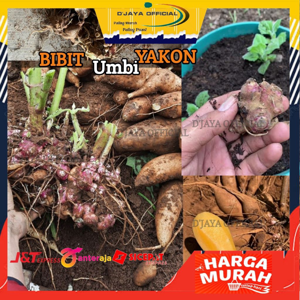 Bibit Umbi yakon Wonosobo Siap Tanam Murah