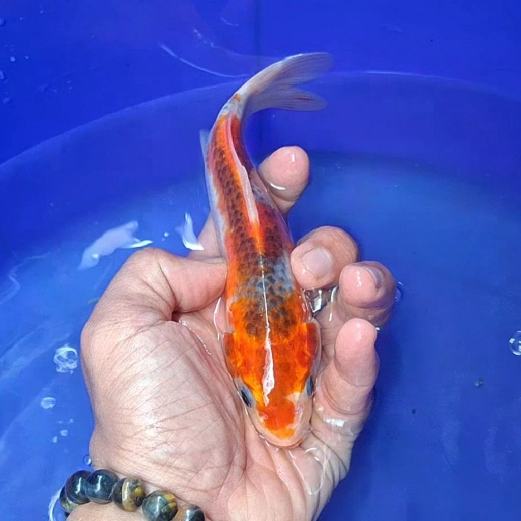 Ikan Koi Blitar Jenis Kujaku / Rumah Koi Jakarta / kode 0035