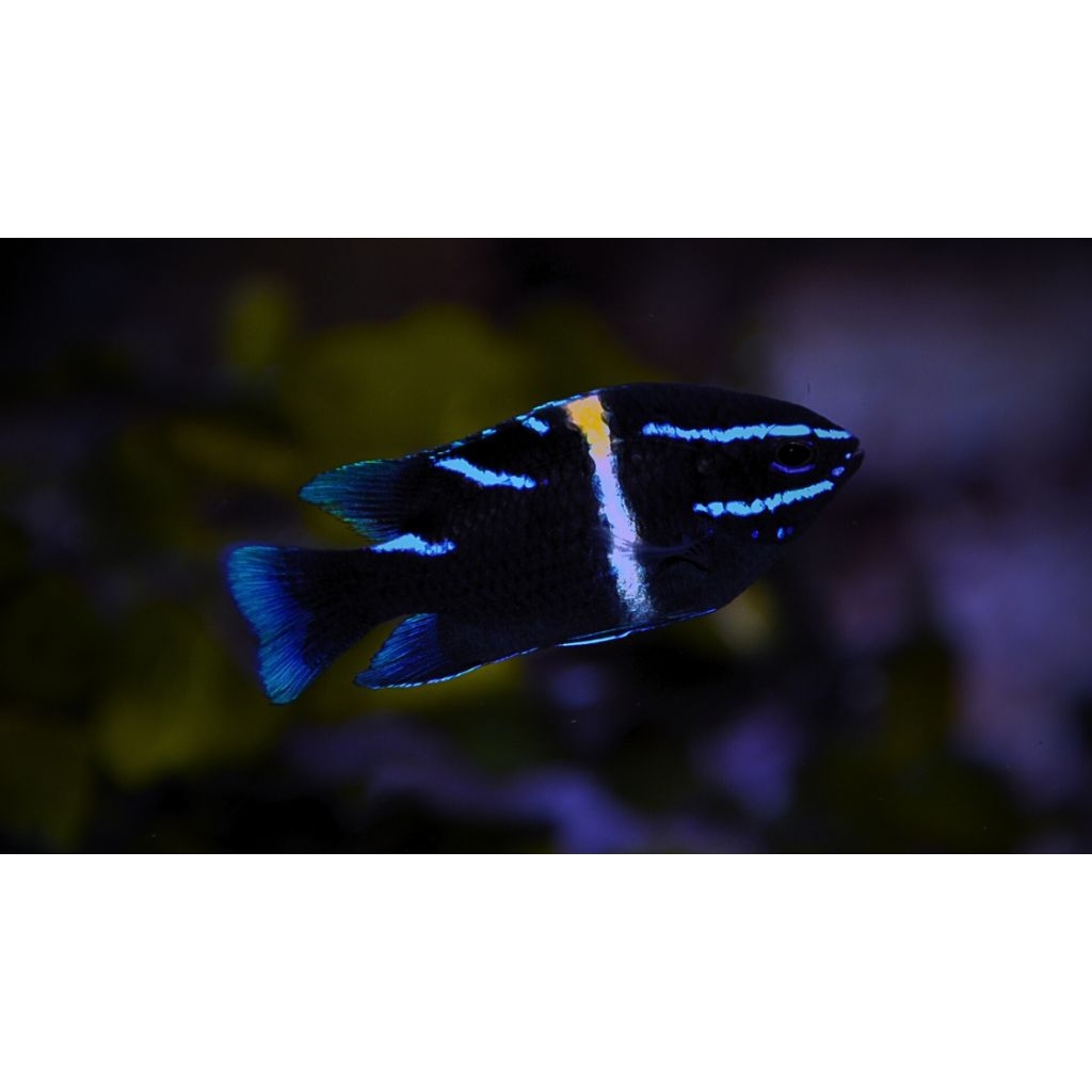 

IKAN HIAS LAUT BLUEBEN