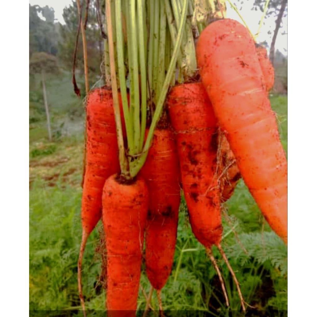 

wortel segar baru panen 1 kg Berkah sayur