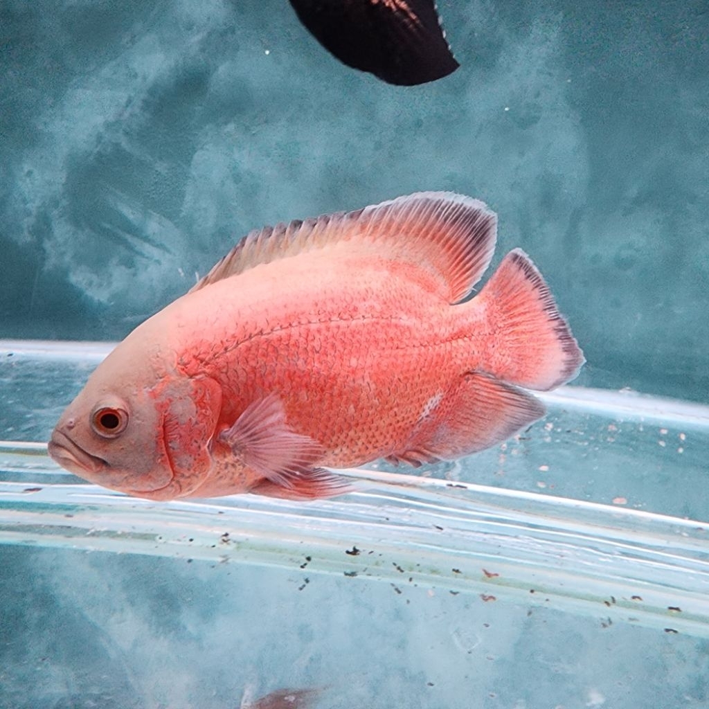 oscar red paris albino 20 - 25 cm tankmate arwana
