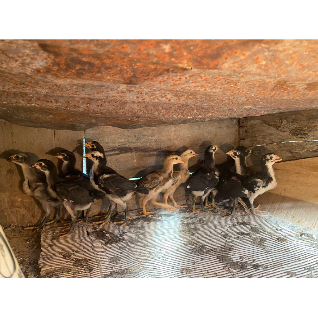 anakan pakoy, mangon, koyngon, pama