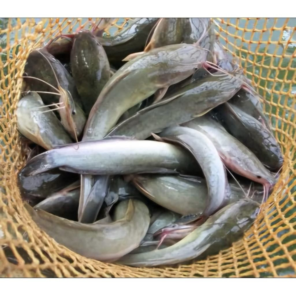 

ikan lele fresh hidup dibersihkan