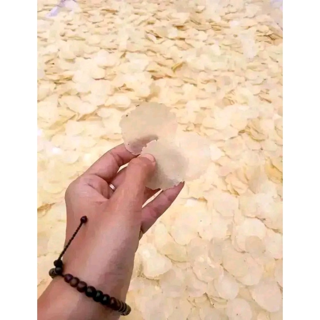 

PAKET FAVORIT || BIJI 2 || EMPING MENTAH 1KG || DIAMETER 3-4CM