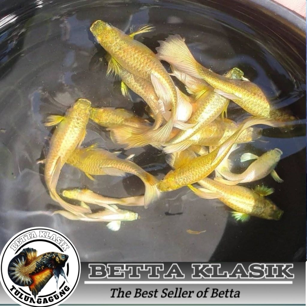 (PROMO) Guppy Super Gold | Full Gold Line Vietnam Sepasang