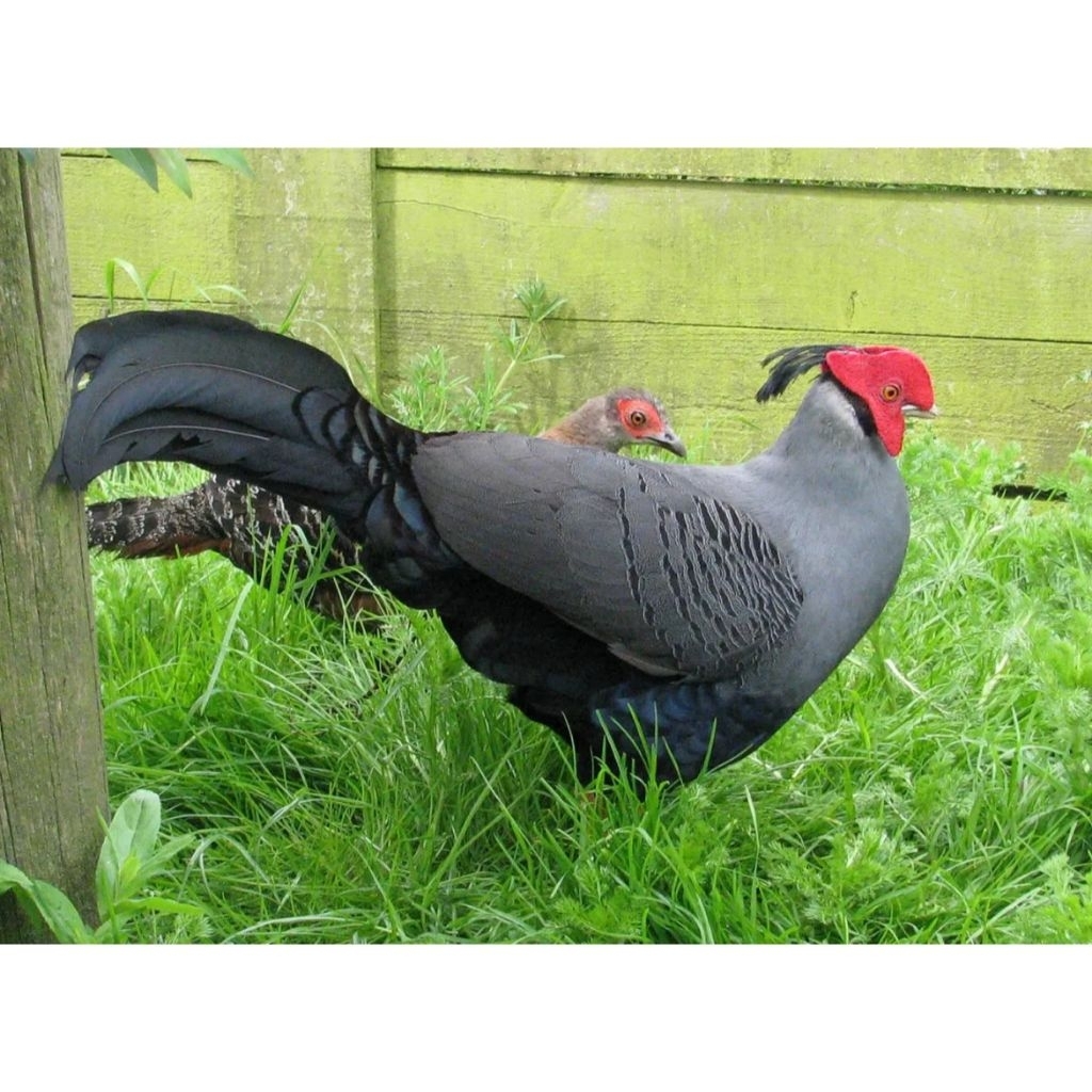 

telur ayam hias fertil Fireback Pheasant untuk ditetaskan