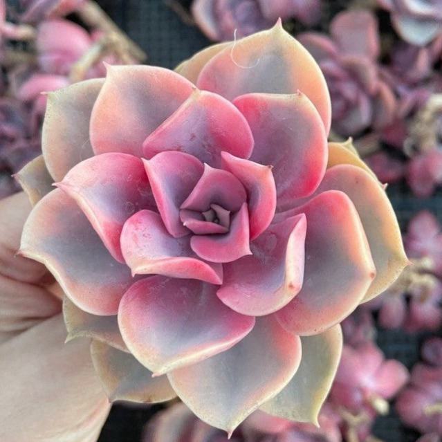Sukulen Echeveria Perle Rainbow / West Rainbow