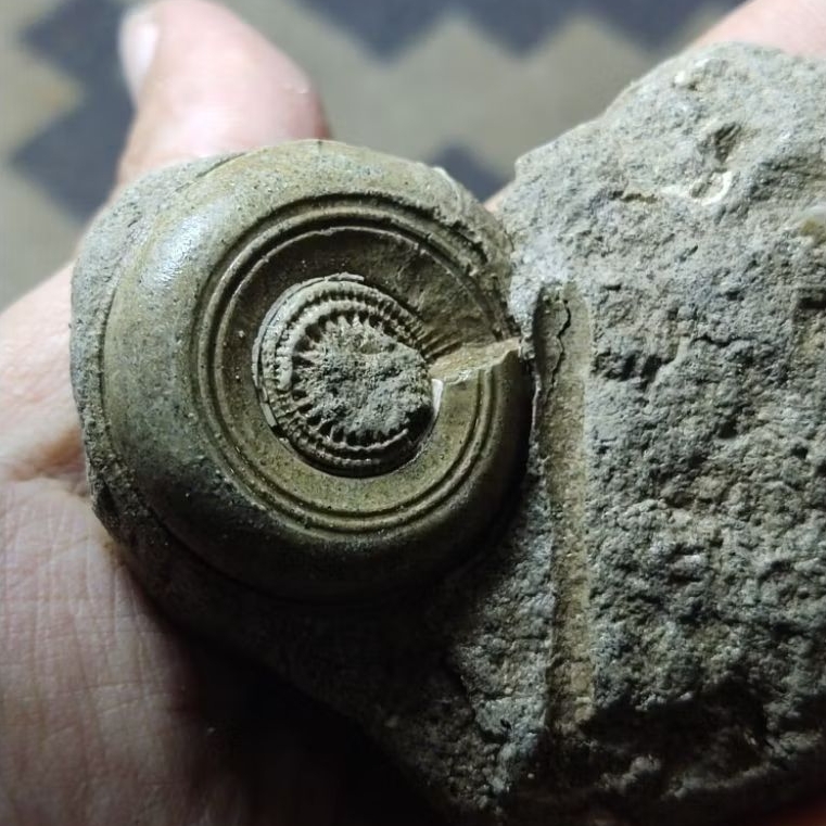 Batu keong buntet asli temuan sungai