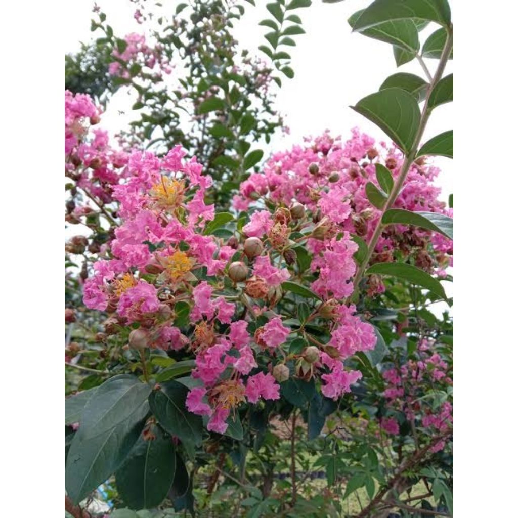 tanaman hias bunga sakura bungur pink ukuran besar tinggi kurleb 1, 5m