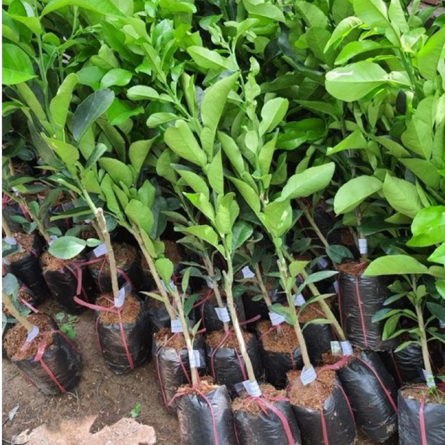 tanaman jeruk purut - pohon jerut purut - jeruk purut