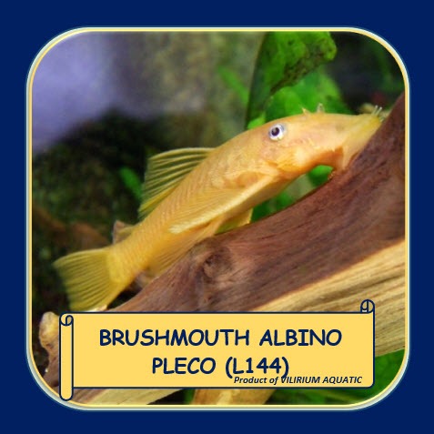 IKAN HIAS AIR TAWAR - SAPU SAPU BRUSHMOUTH ALBINO / ALBINO BRUSHMOUTH PLECO / BRISTLENOSE PLECO (IKA