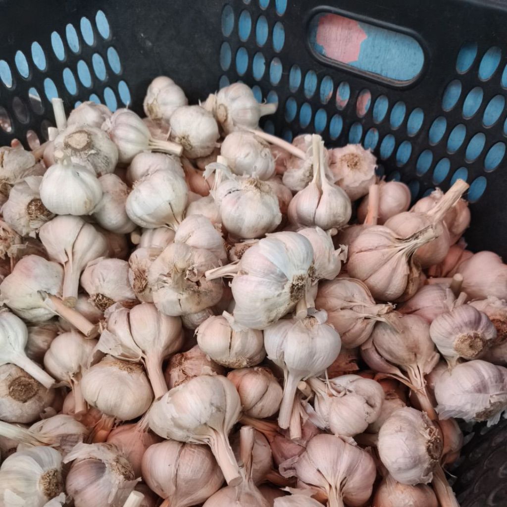 

Bawang Kating 500gr Fresh