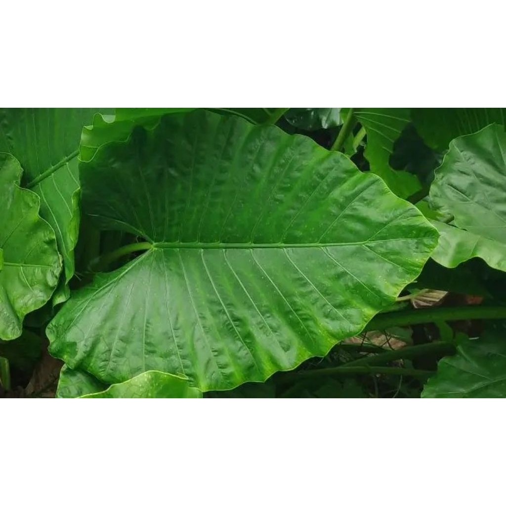 

Daun Talas segar/lembar