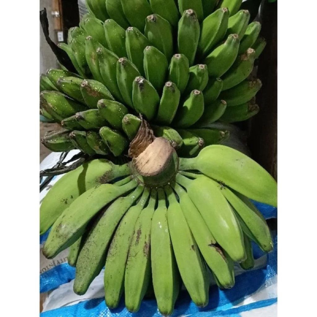 

Pisang Kepok Mentah Jumbo per 1 Sisir