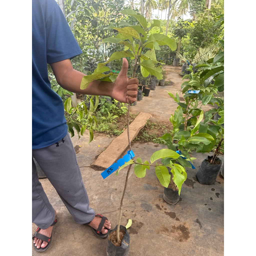 

BIBIT SRIKAYA JUMBO 80 Cm