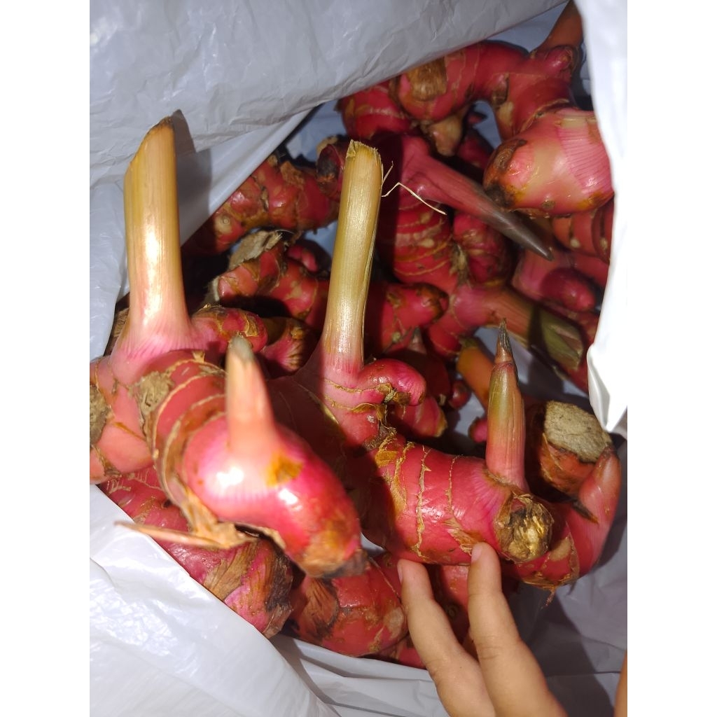 

lengkuas atau Laos Kalimantan