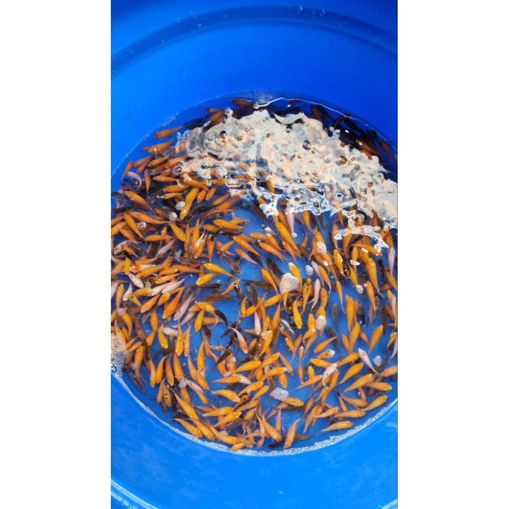 Koi Mix 4-5cm (kohaku, tancho, benigoi, sanke, showa, shiro, utsuri)