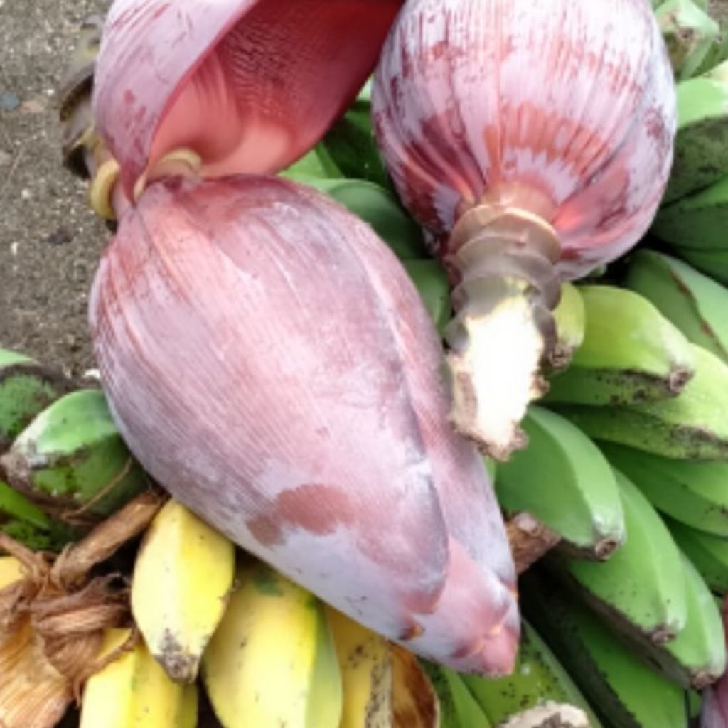 

jantung pisang kepok sayur super segar 1pcs