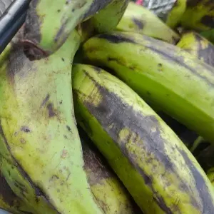 

pisang nangka1 sisir