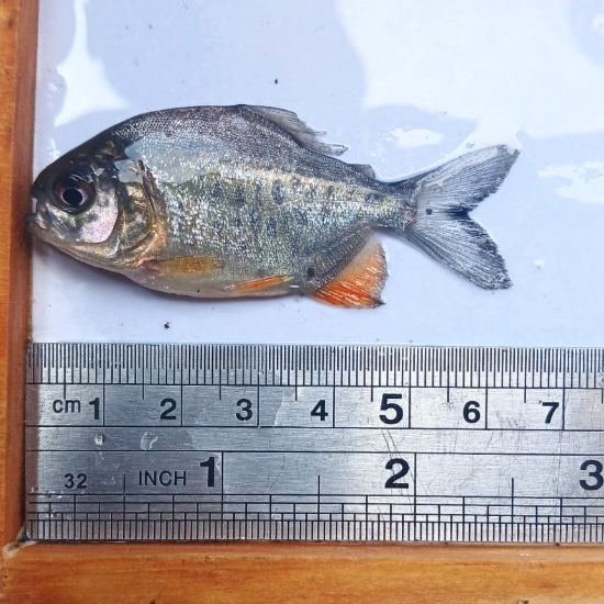 paket isi 100ekor benih ikan bawal ukuran 6cm/benih ikan bawal air tawar