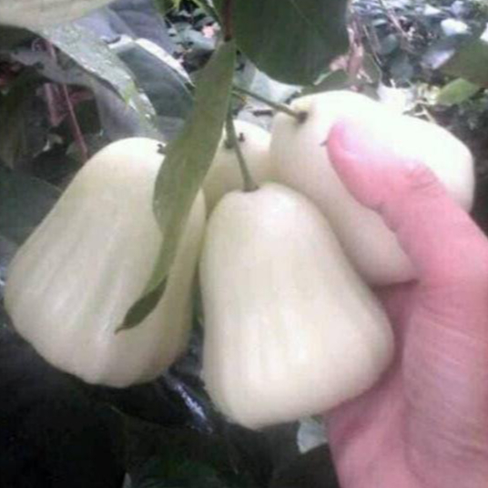 Bibit Jambu Air Madu Susu Cangkok Jambu Air Manis