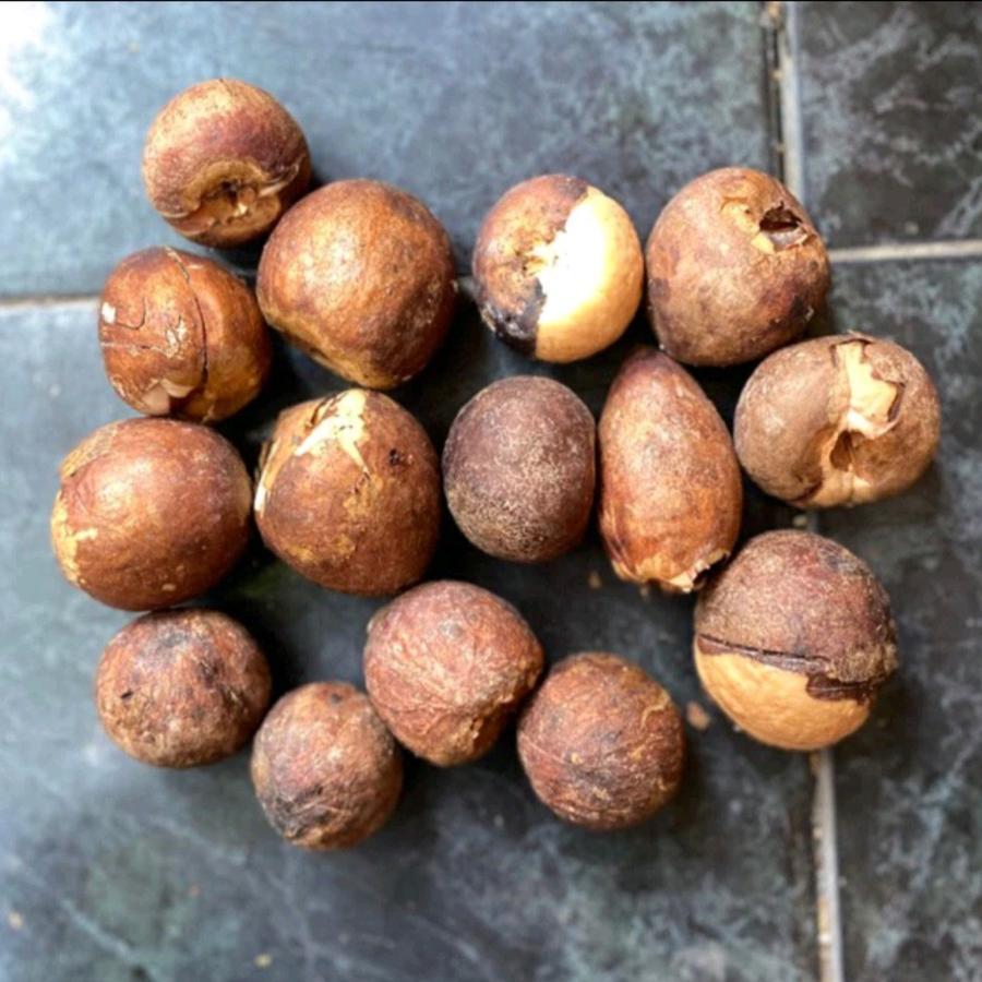 

NEW PRODUK Biji Alpukat Siap Semai Avocadoid