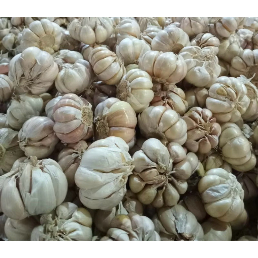 

bawang putih 1kg