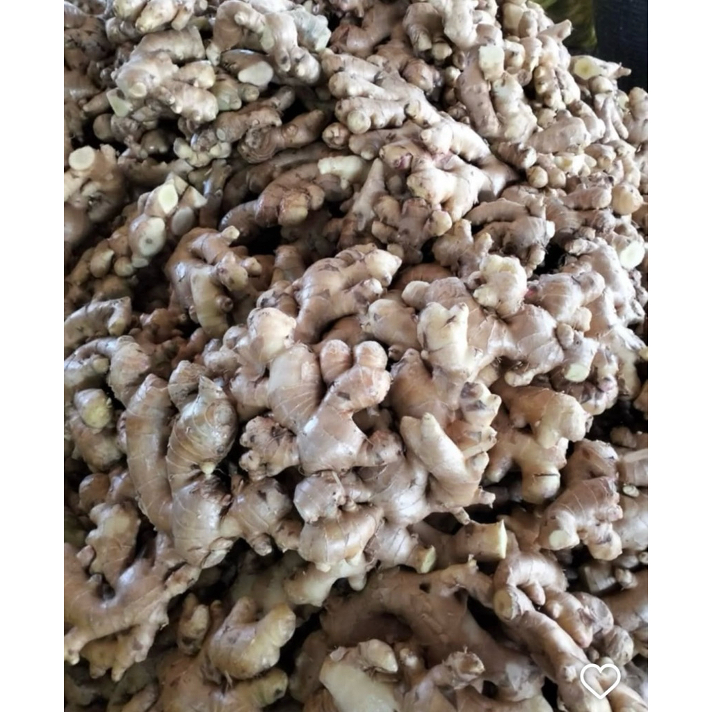 

Jahe Gajah Lokal 1kg