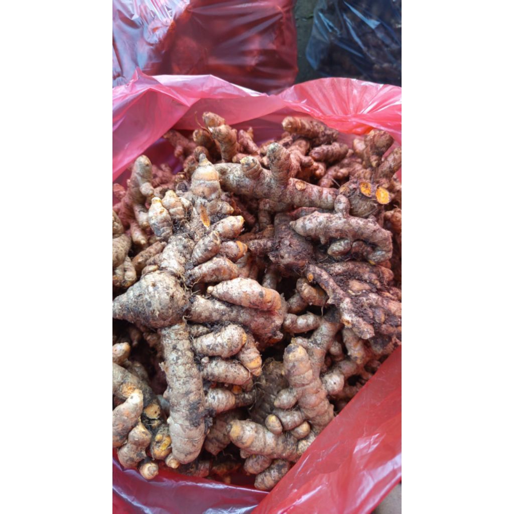 

kunyit segar fress 2 kg