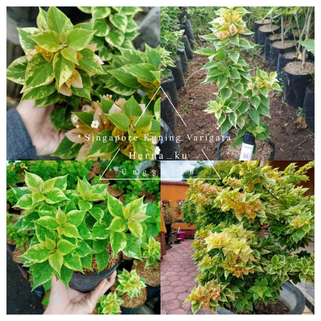 Bunga Bugenvil SINGAPUR KUNING VARIGATA Orian / Bougenville SINGAPORE KUNING VARIGATA Siap Tanam