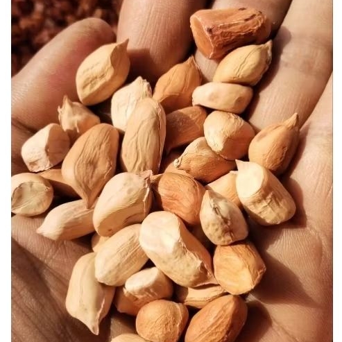 

BENIH/BIBIT KACANG KERING HIBRIDA PREMIUM SUPER 250 GRAM