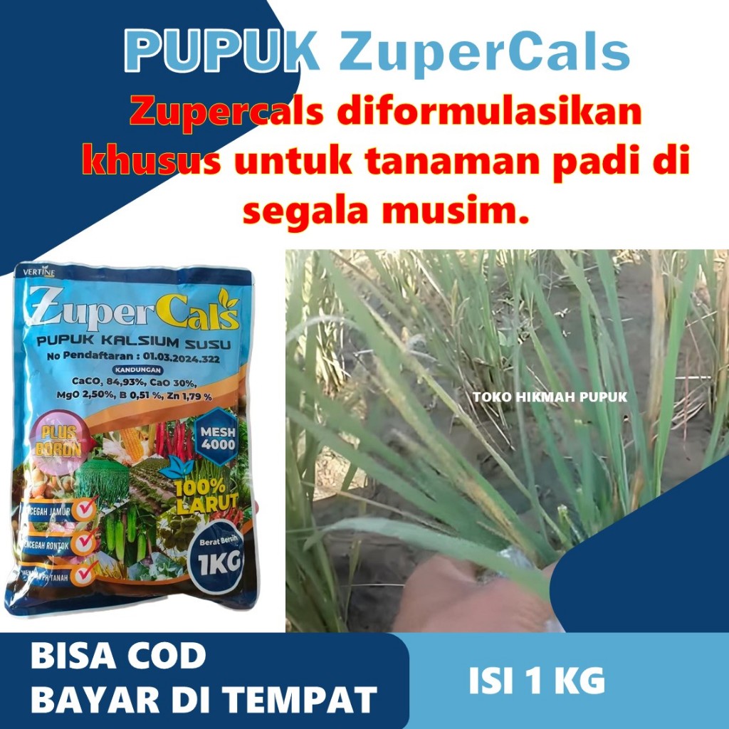 Obat Zupercals Padi Daun Kuning & Kerdil – Pupuk Cair Cegah Layu Daun, Kresek Padi & Penyakit Hawar 