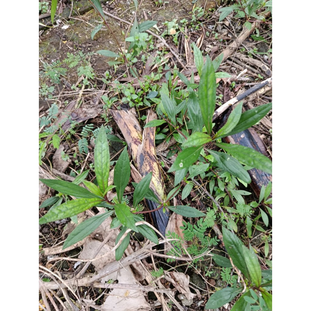 

Daun Prasman segar herbal