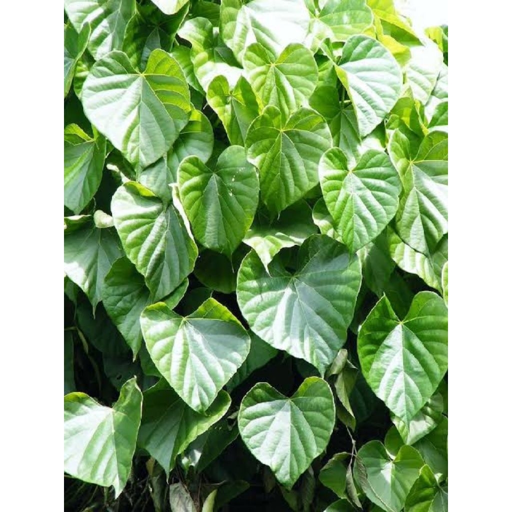 

daun Brotowali fres 500 gram