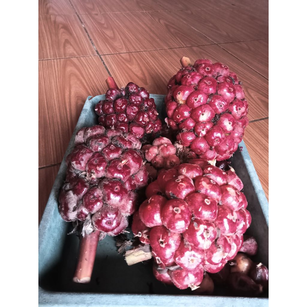 

HONJE LAKA / HONJE HITAM / BUAH KECOMBRANG 500g