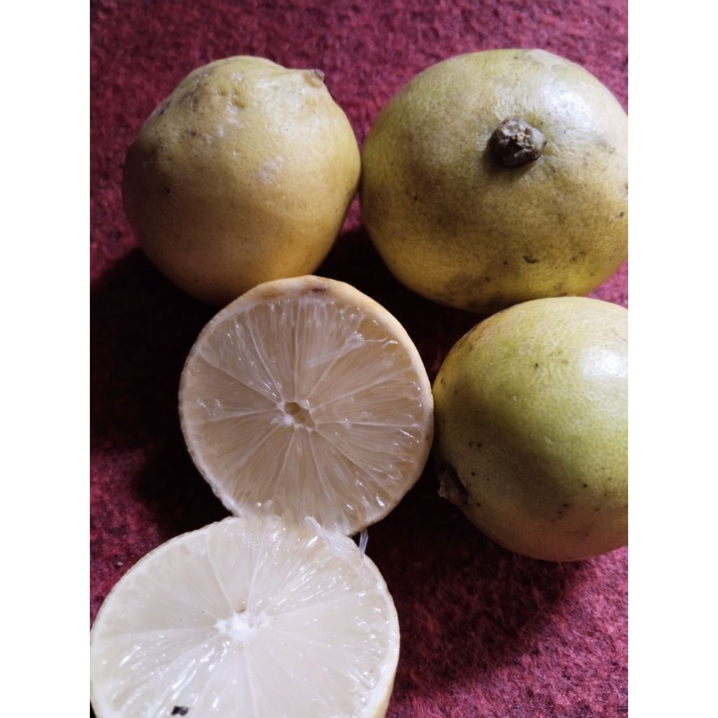 

keruk nipis fresh isi 300gram