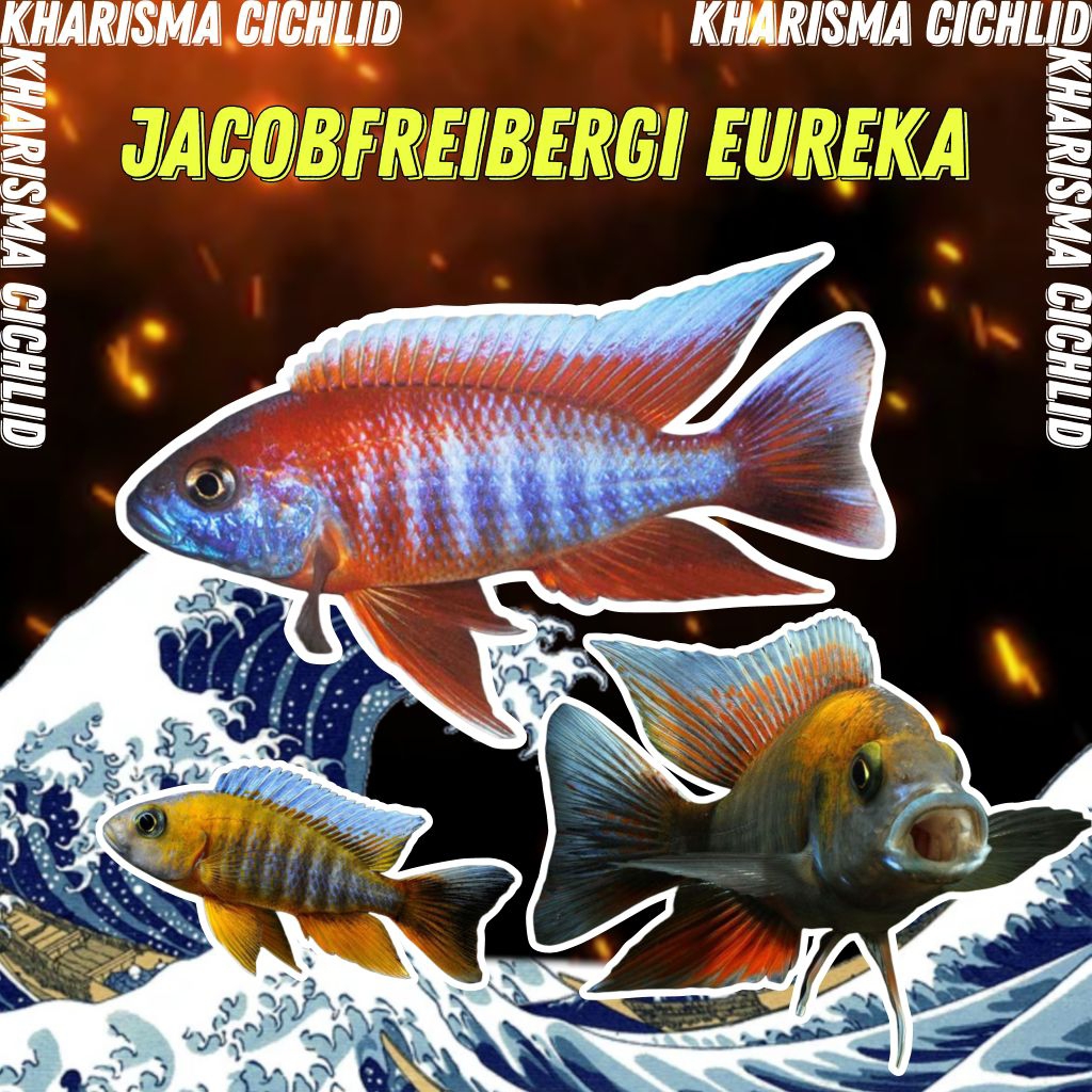Aulonocara Jacobfreibergi Eureka Cichlid