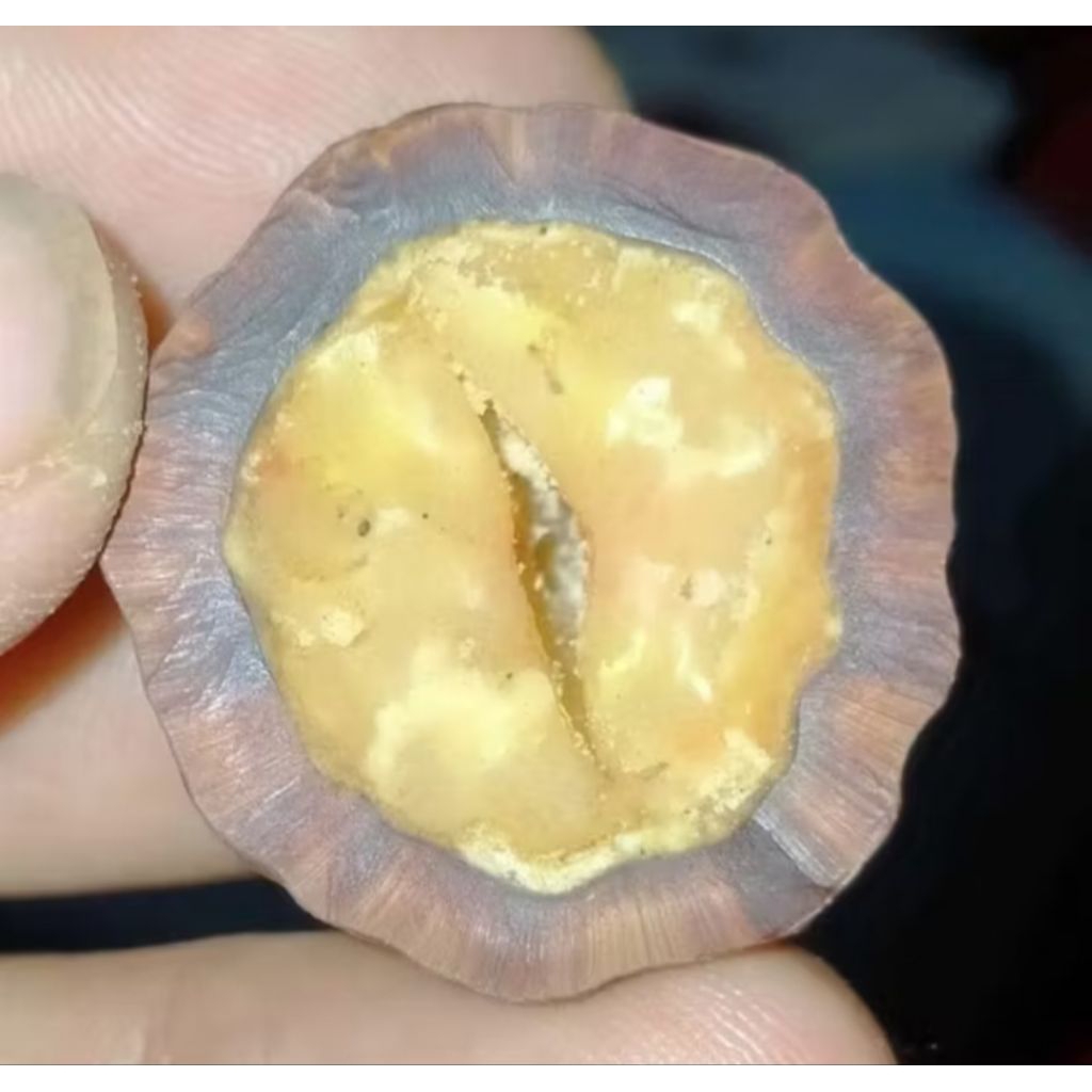 Muncang Adu Jenis Mayit Domba Jr Batok Tebal Beli 3 Bonus 1