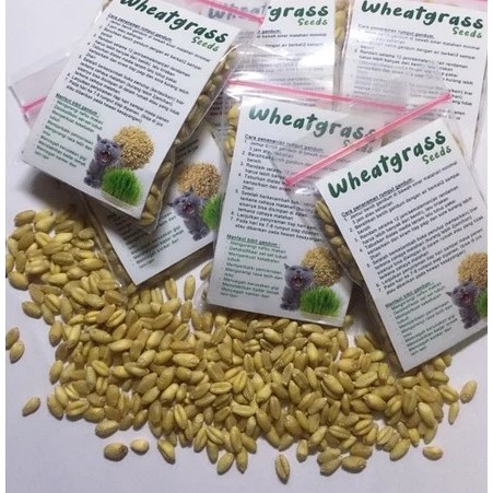Wheatgrass - Benih Rumput Gandum Untuk Kucing 50g / Rumput Gandum Kucing
