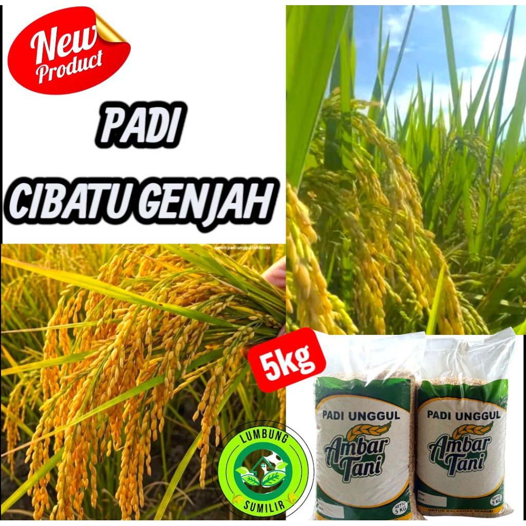 Benih padi Unggul CIBATU GENJAH Kemasan 5kg