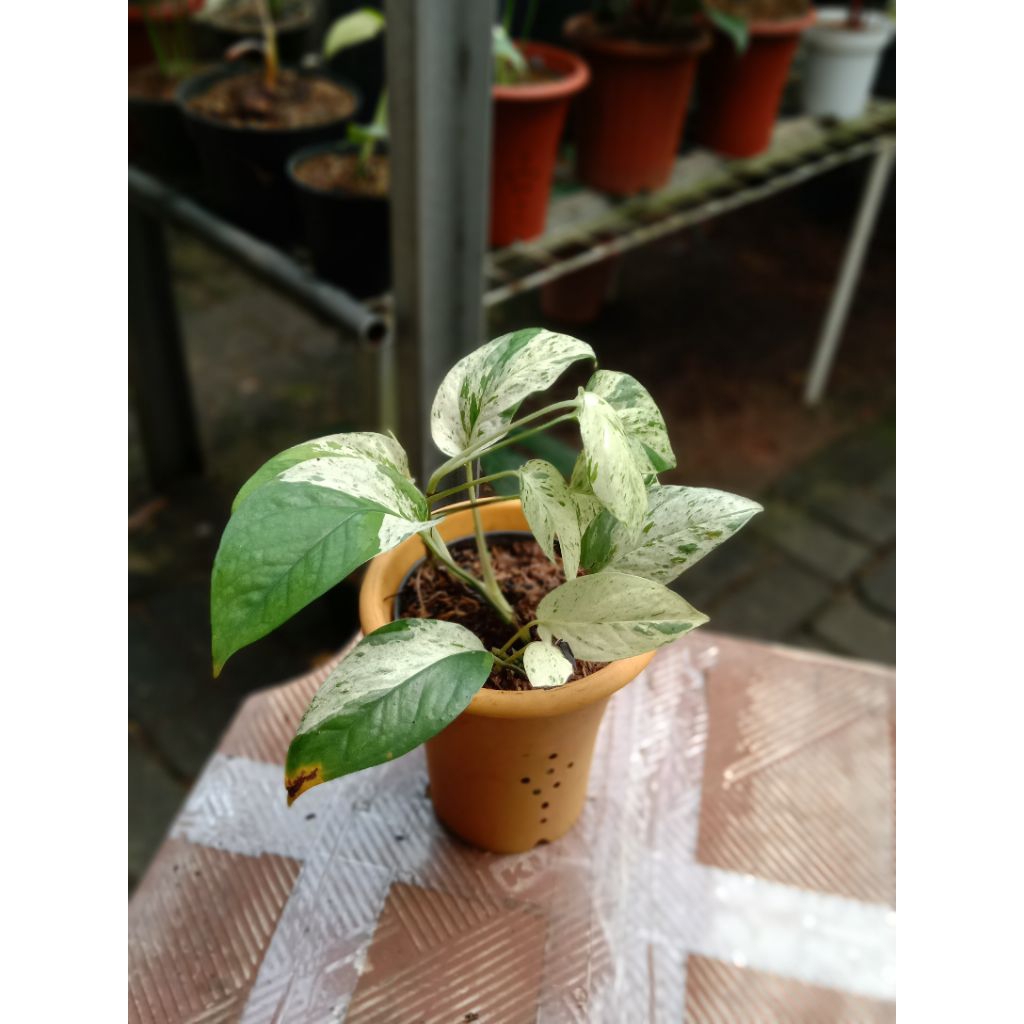 epippremnum marbel varigata