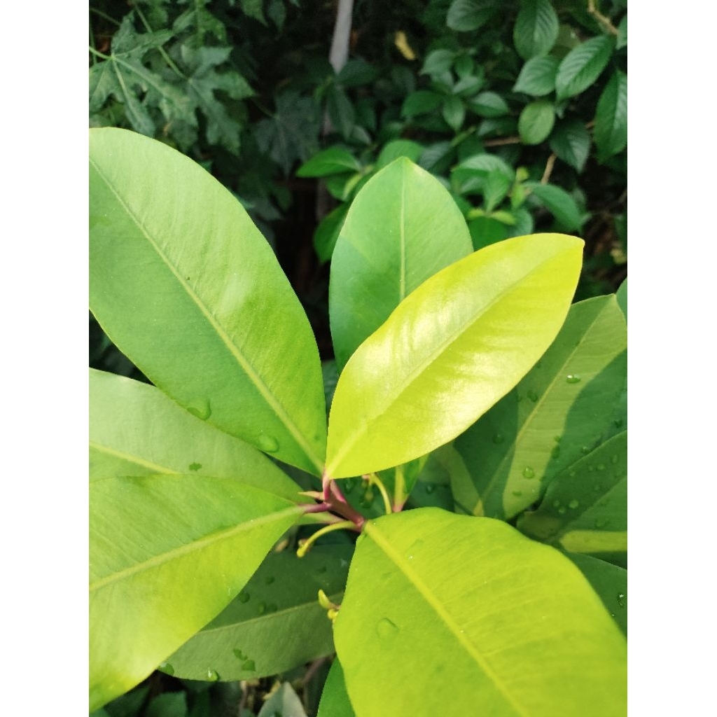 

daun lalapan lempeni muda