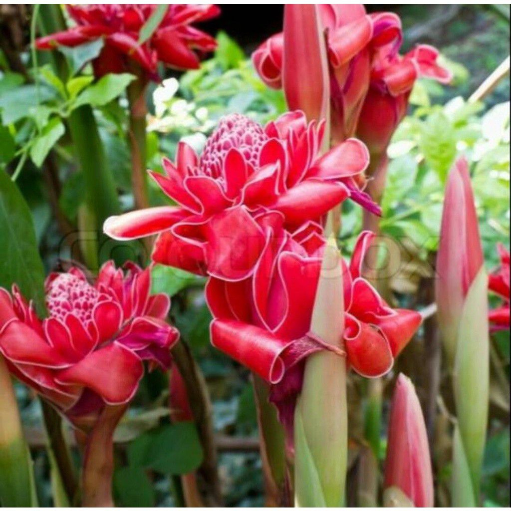 

kecombrang segar 500 gram